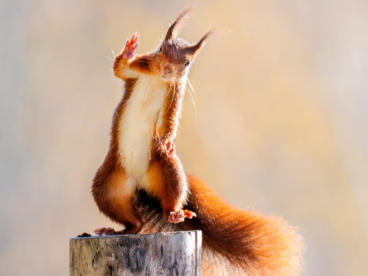 © Stan Bouman, Netherlands, Shortlist, Open Competition, Natural World & Wildlife, 2026 Sony World Photography Awards -