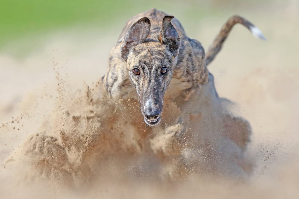 © Rob Van Thienen, Belgium, 3rd Place, Professional Competition, Sport, Sony World Photography Awards 2026