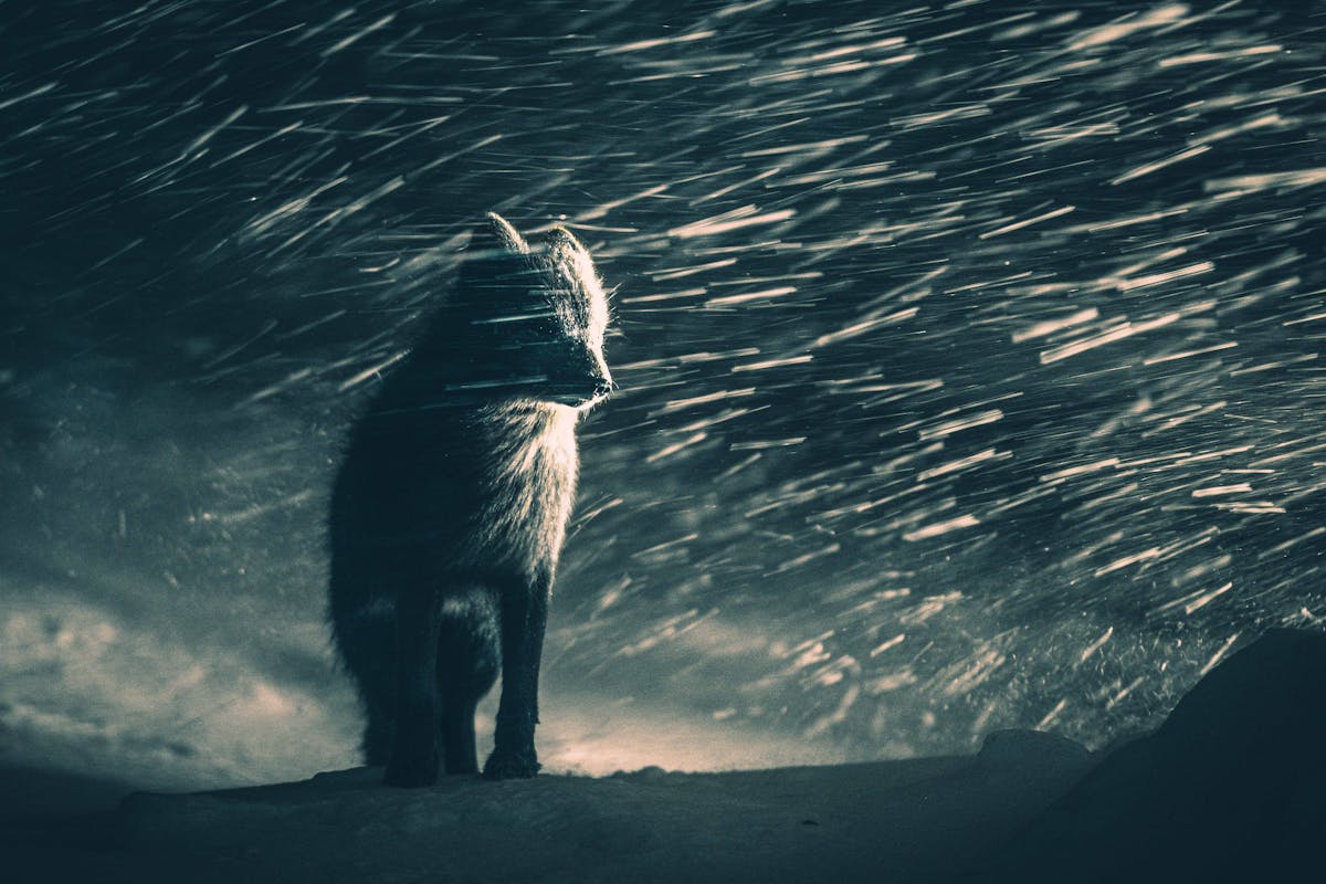 © Klaus Hellmich, Germany, Winner, Open Competition, Natural World & Wildlife, Sony World Photography Awards 2026