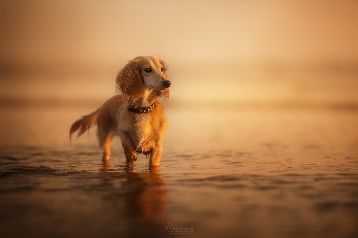 Foto: NanuqDogPhotography