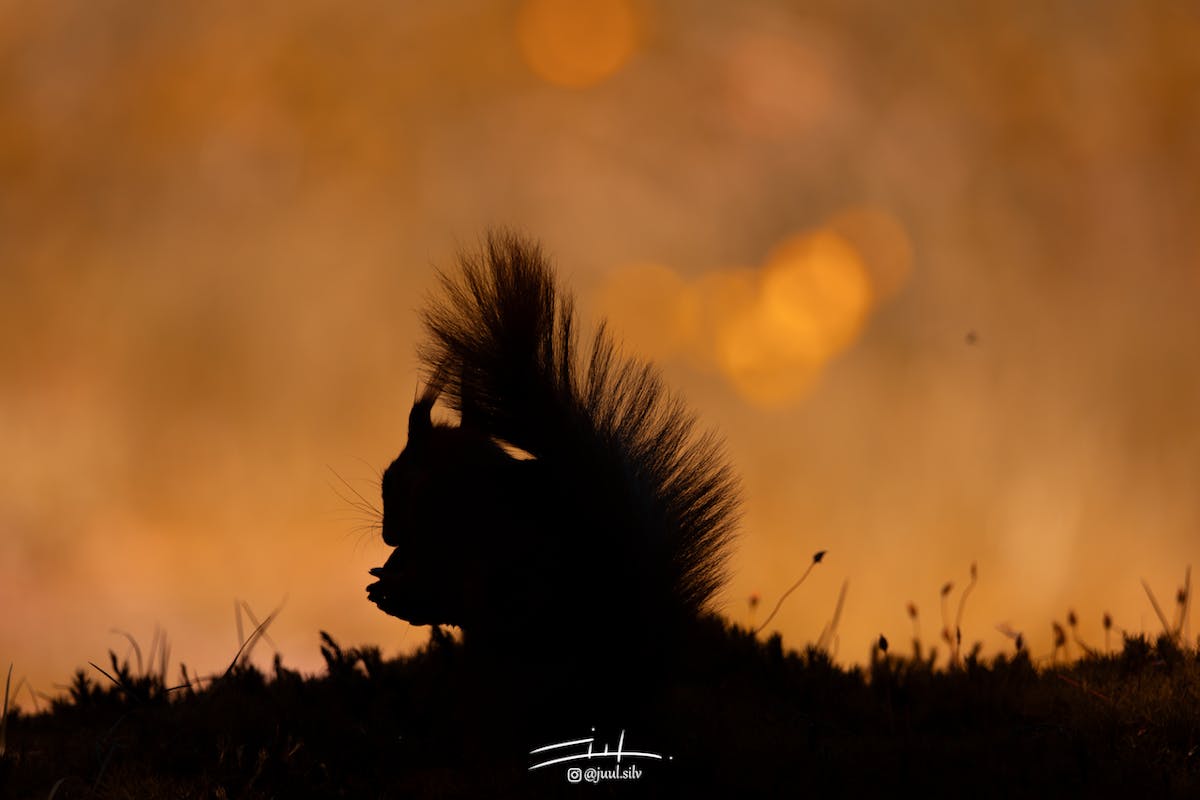 Foto: JuulSilverenberg