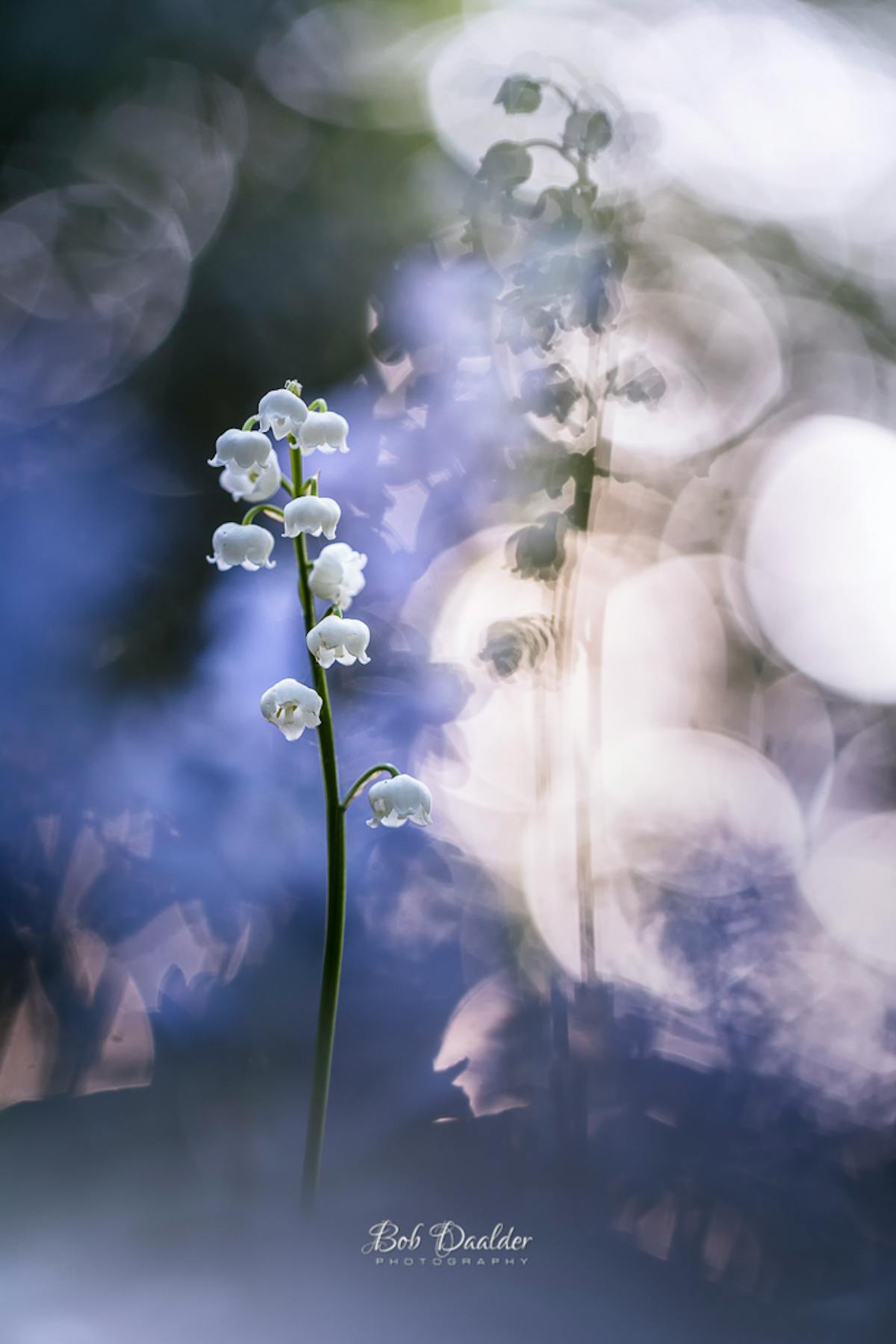 Foto: bobphoto