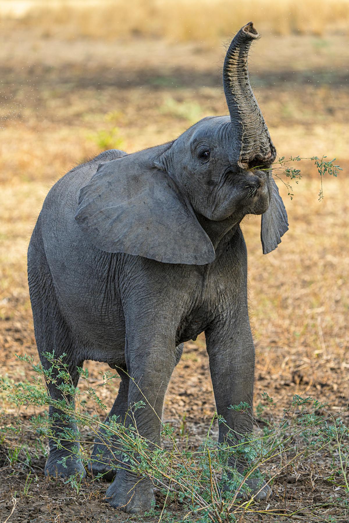 Voor