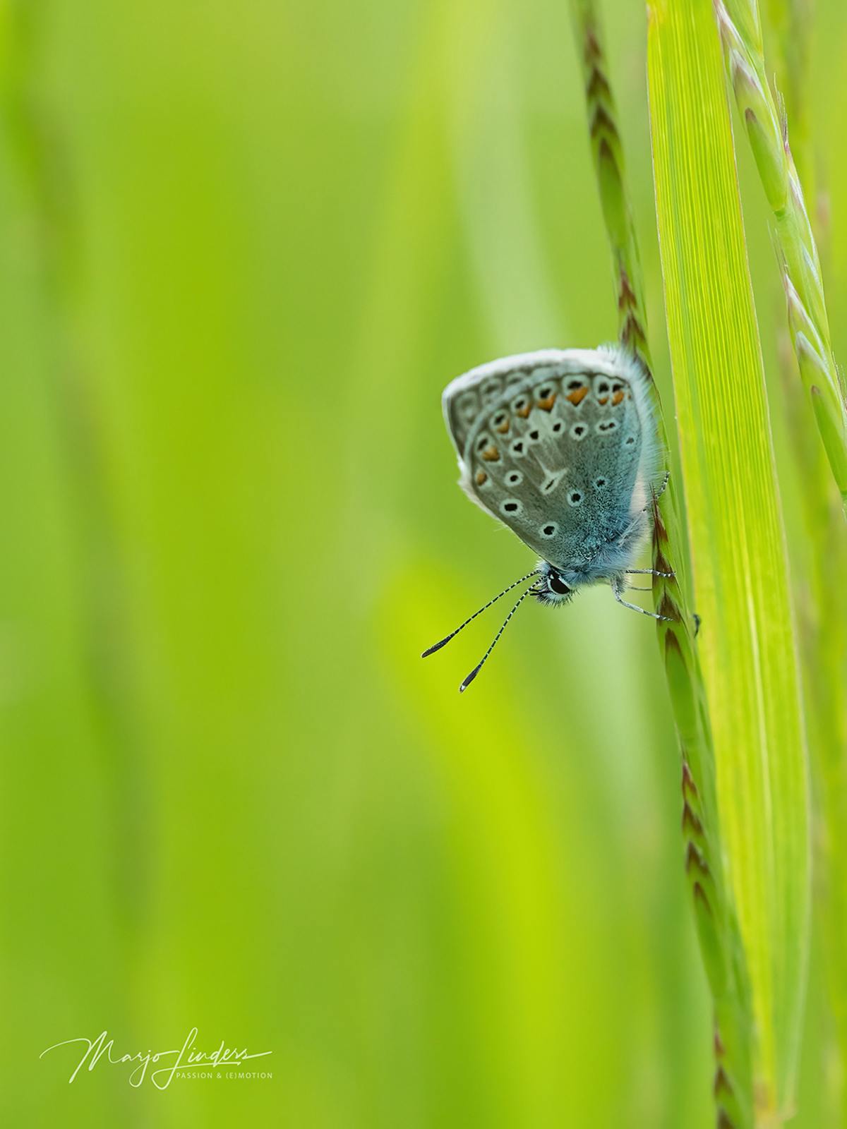 Foto: mwhlinders