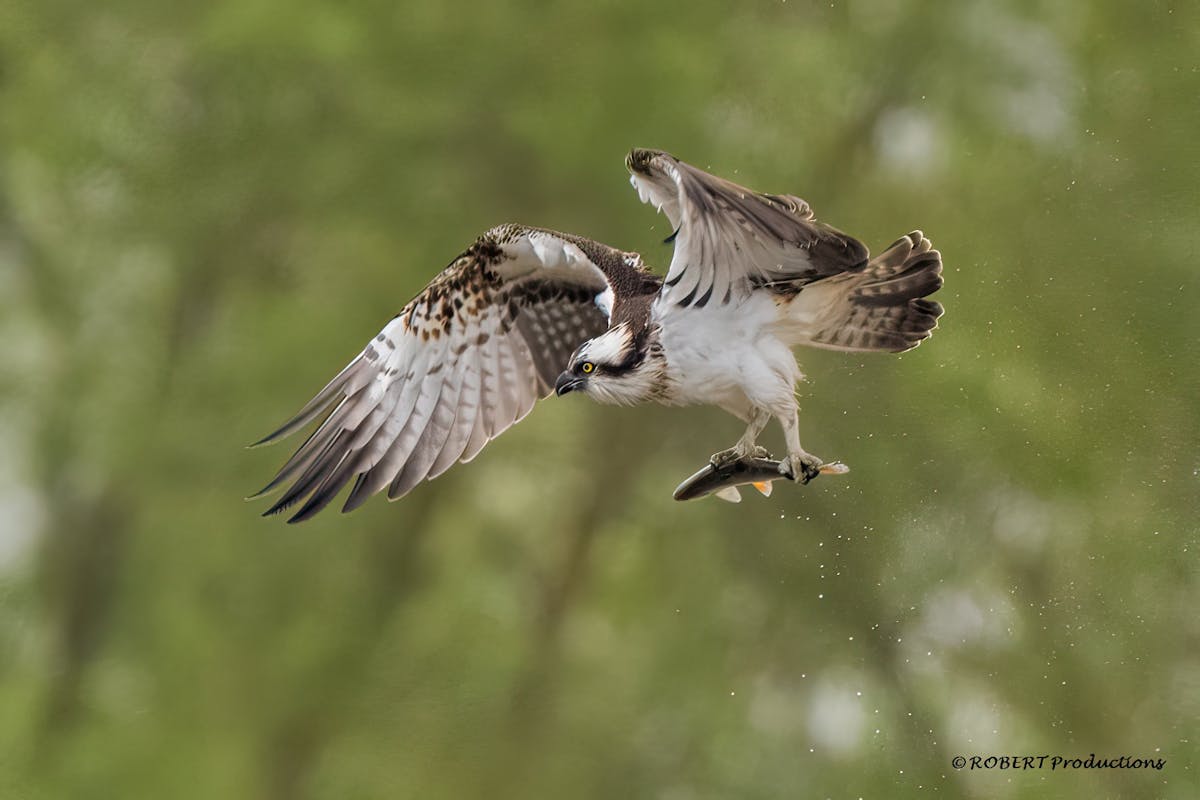 Foto: robvandevries