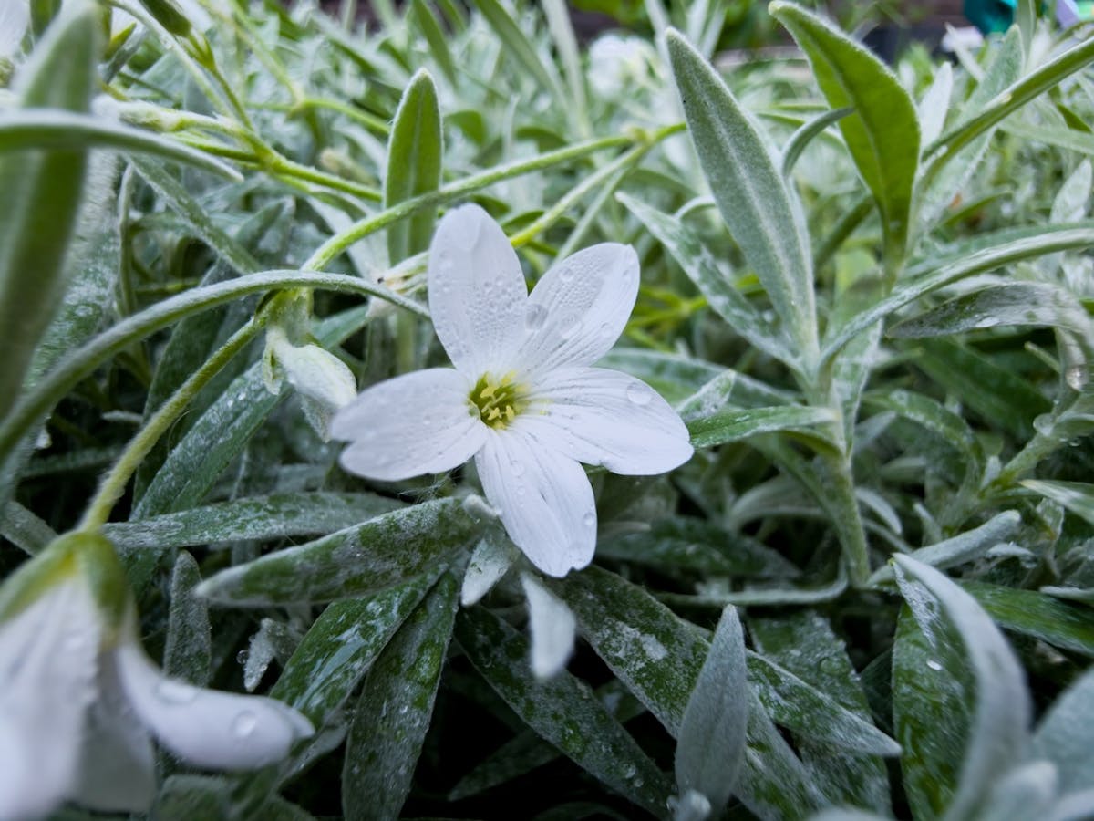 Met de ultragroothoeklens kun je nu prima close-ups maken dankzij de toegevoegde autofocus.