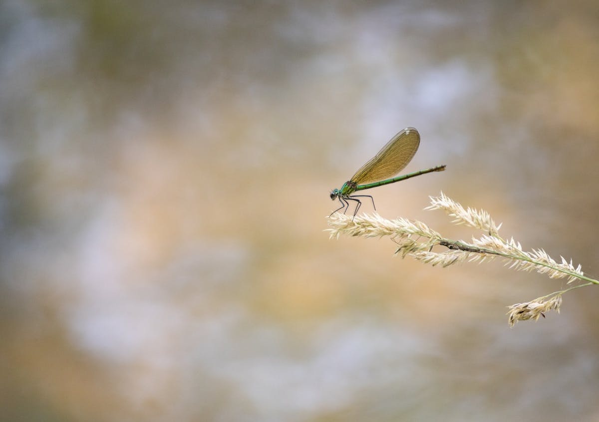 Foto: vlindersenmeer