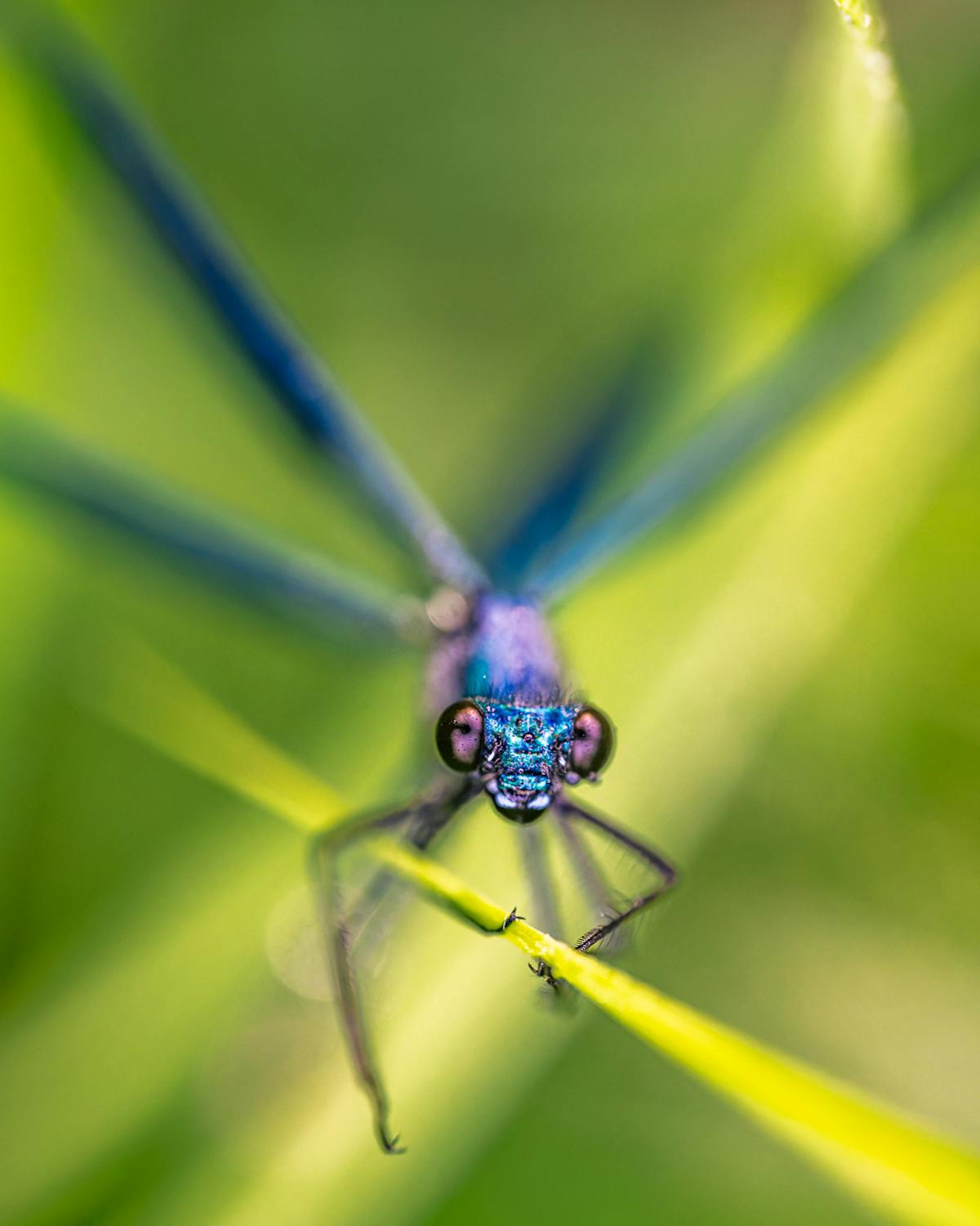 Foto: jrvanalphen