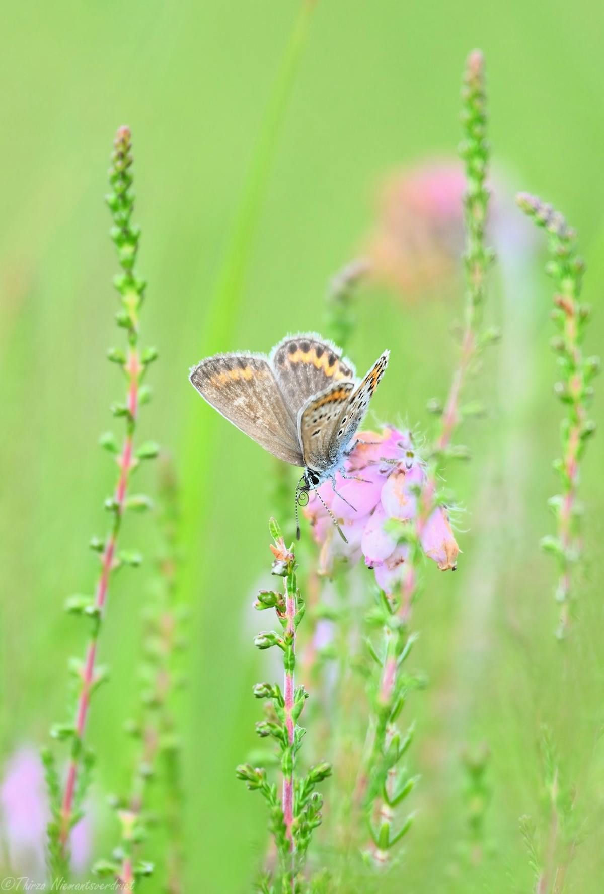 Foto: thirzieniemantsverdriet