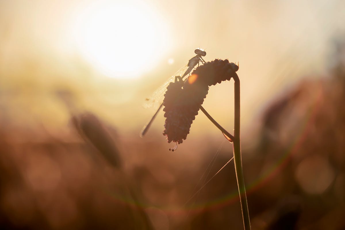 Foto: NiekGoossen