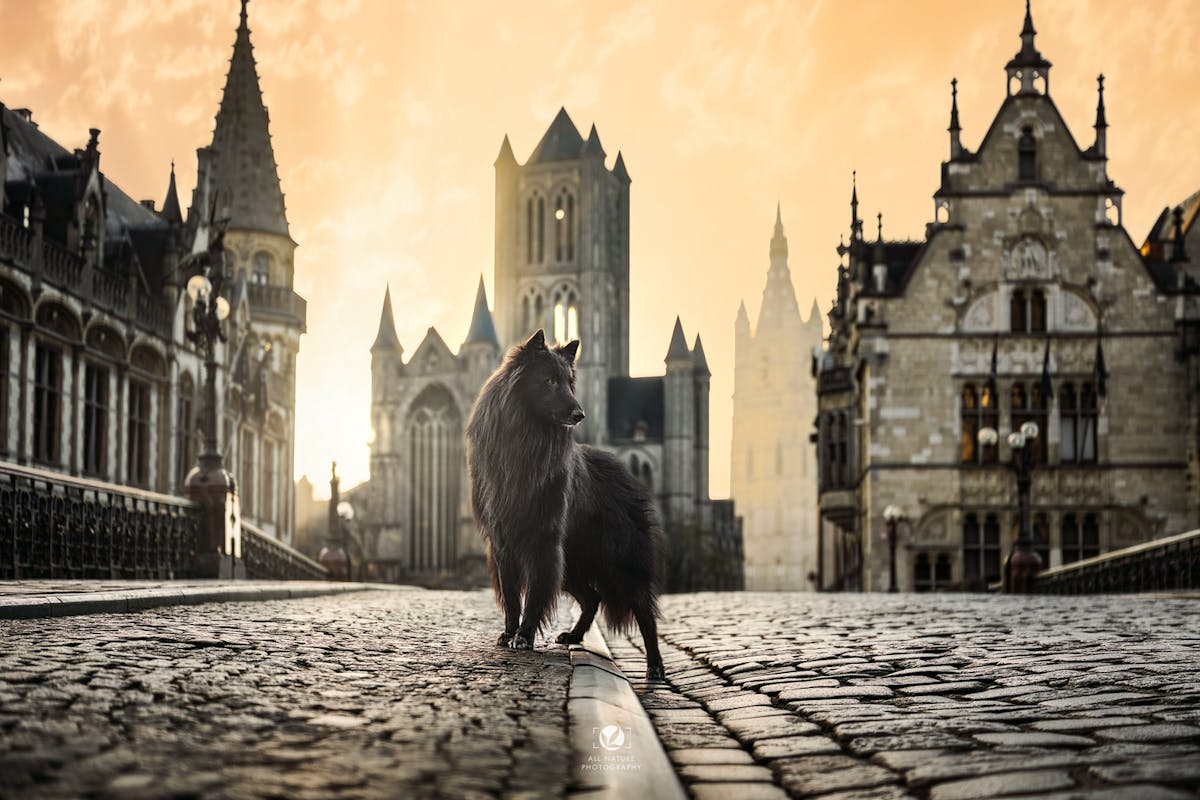 Foto: AllNaturePhotography
