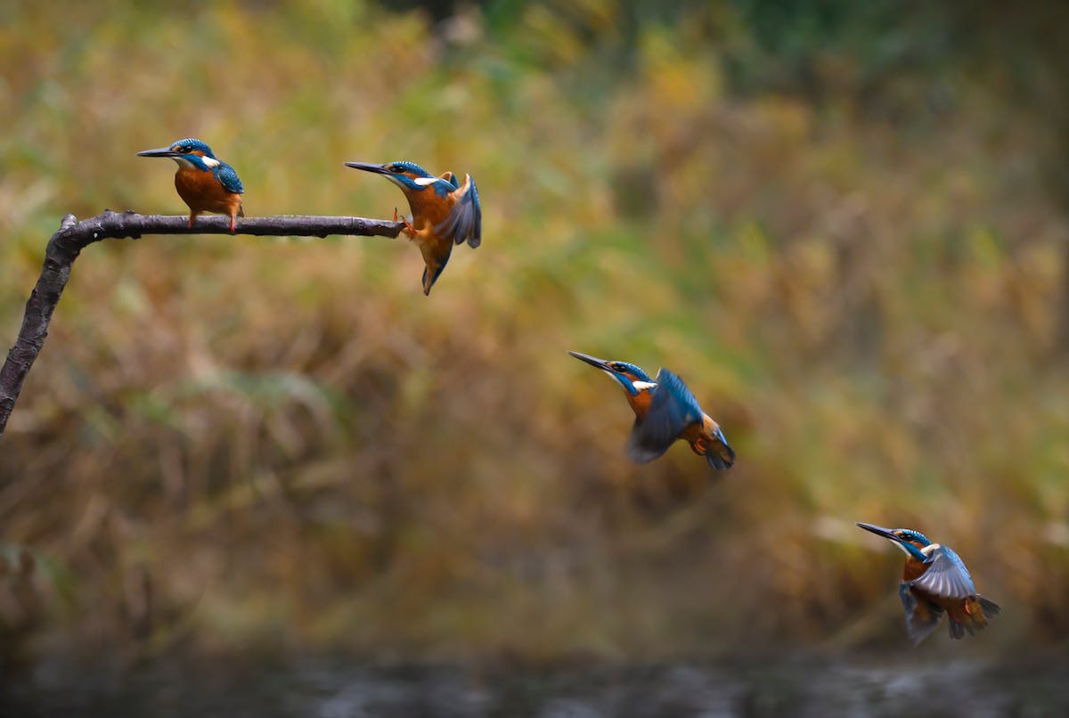 Foto: ElsDecoodtPhotography