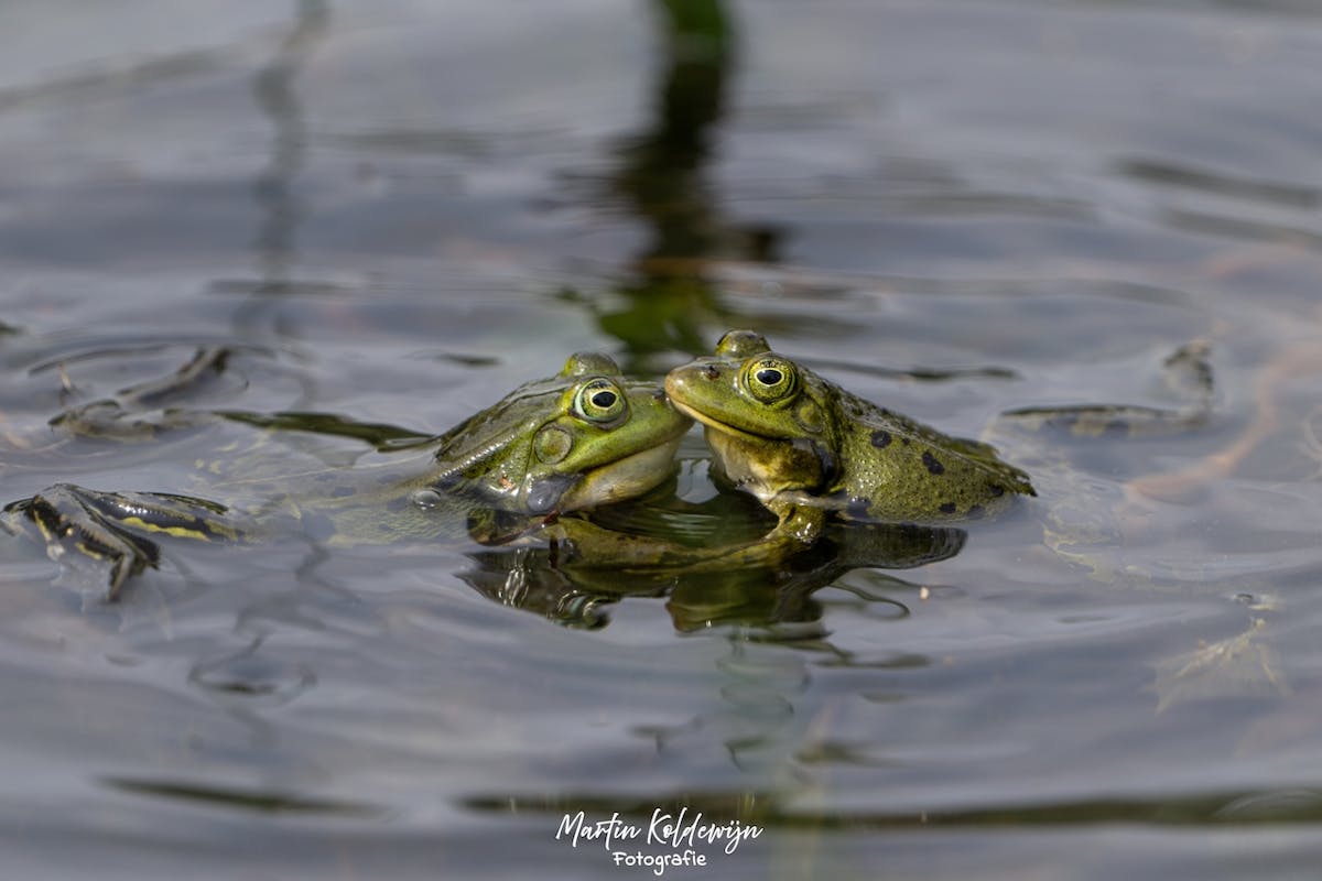 Foto: mkoldewijn