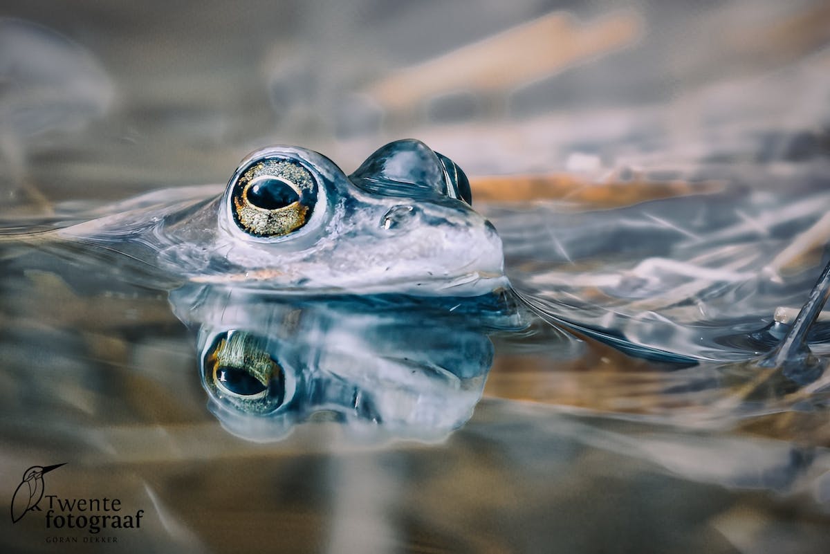 Foto: Twentefotograaf