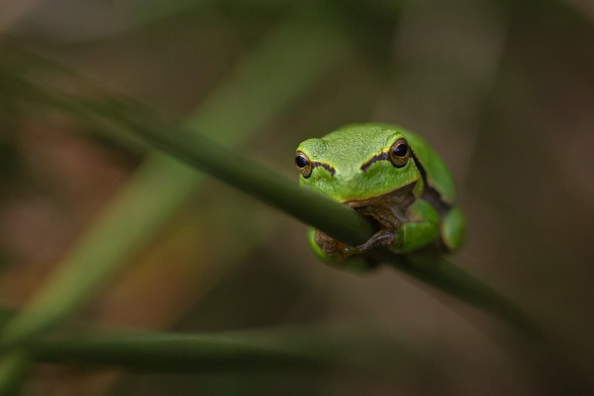 Foto: gertjanketel