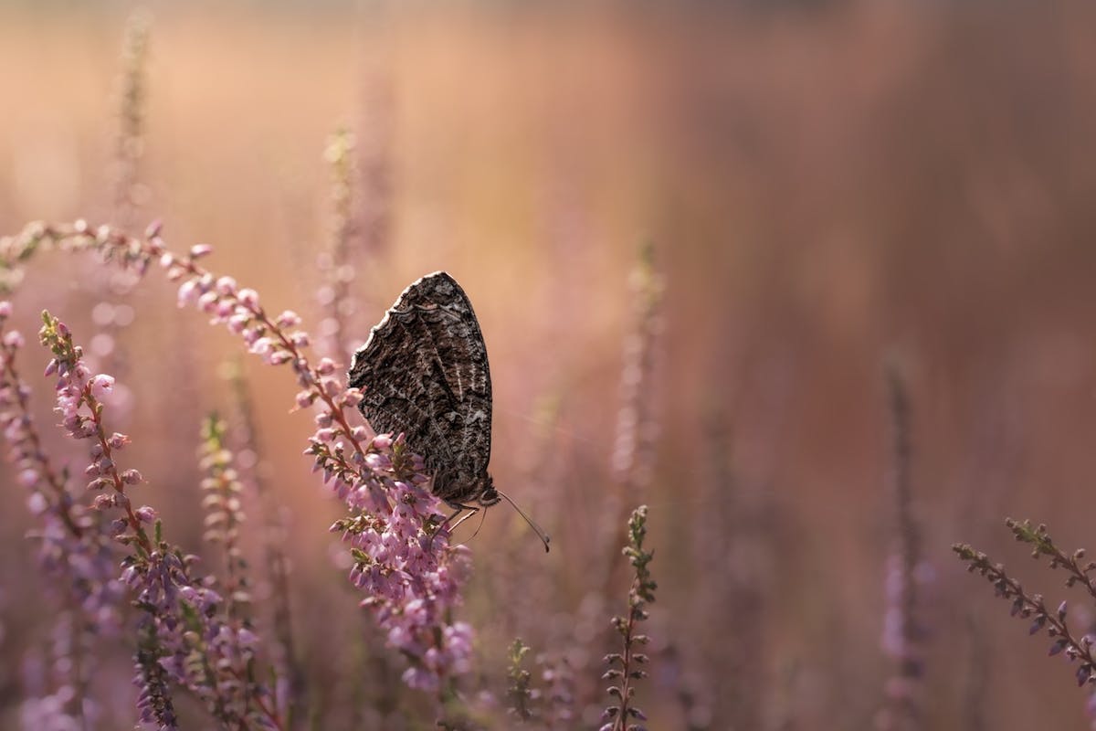 Foto: PeterWaelbers