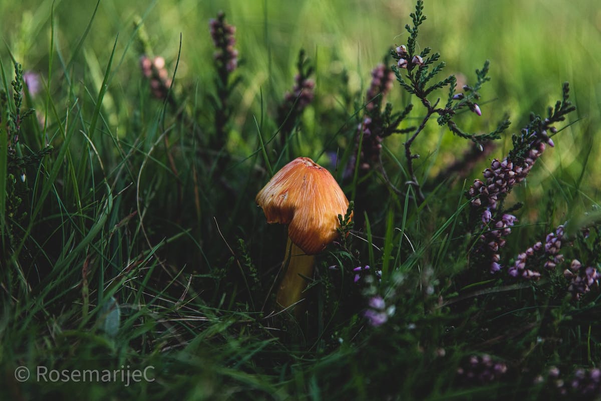 Foto: RosemarijeC