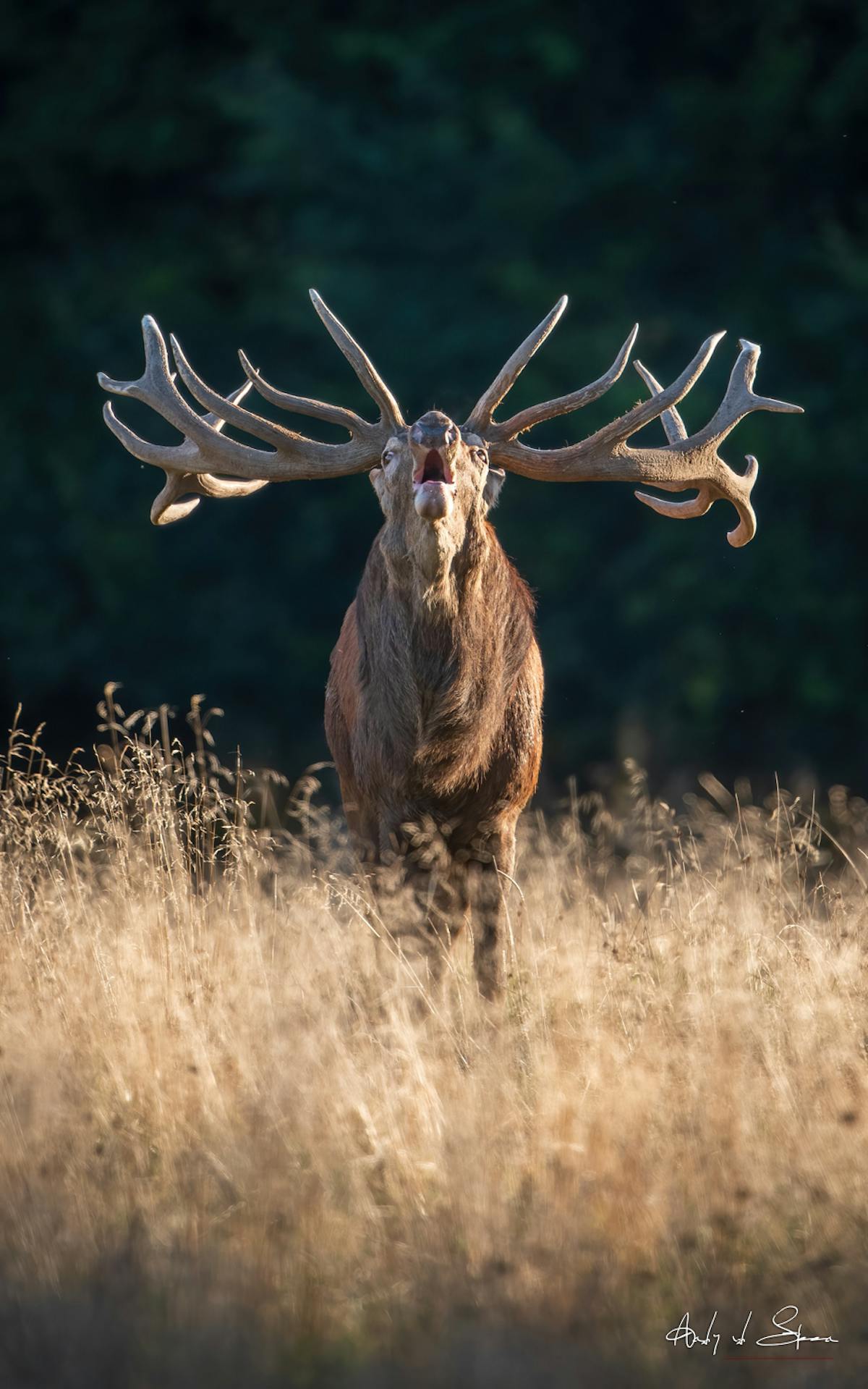 Foto: AndyvdSteen