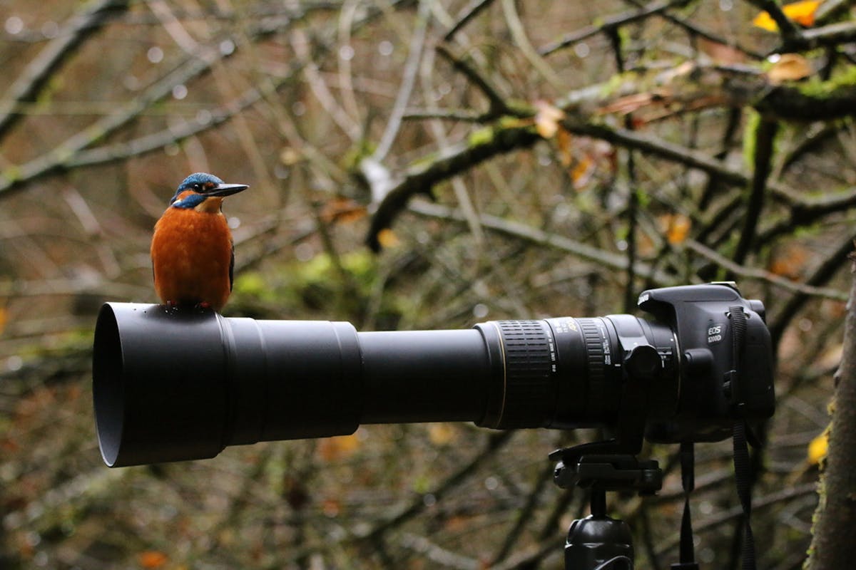 Soms zit de ijsvogel wél klaar, maar jij even niet. Foto: djtepas (djtepas.zoom.nl)