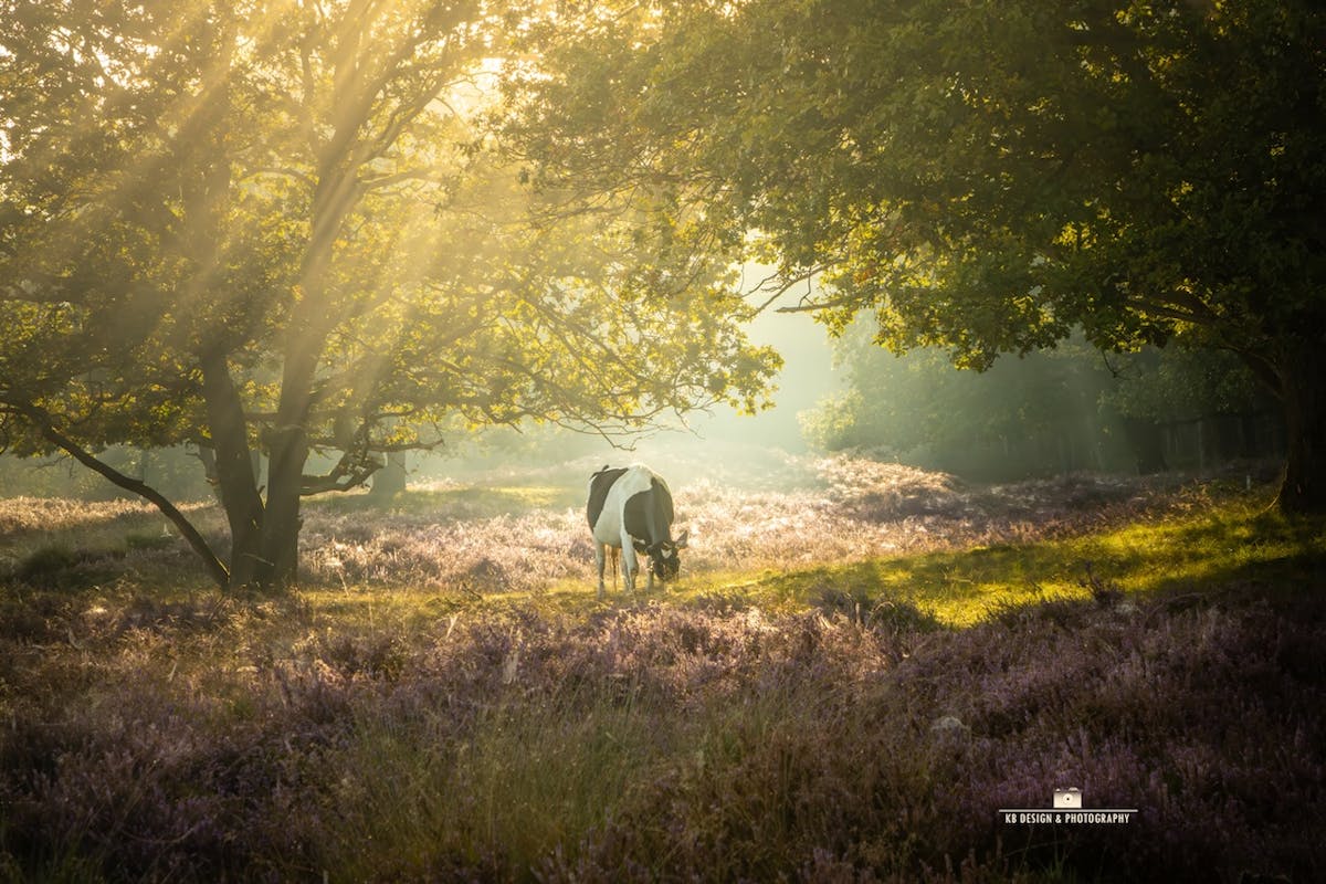 Foto: KarenBrouwer