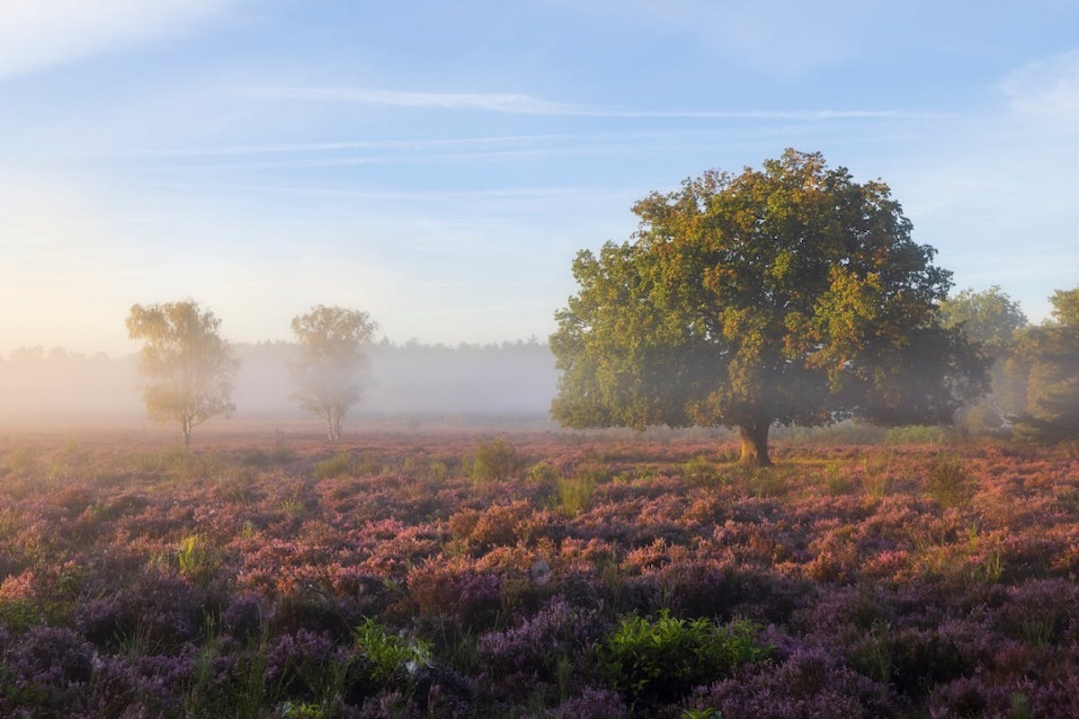 Foto: ThijsFr