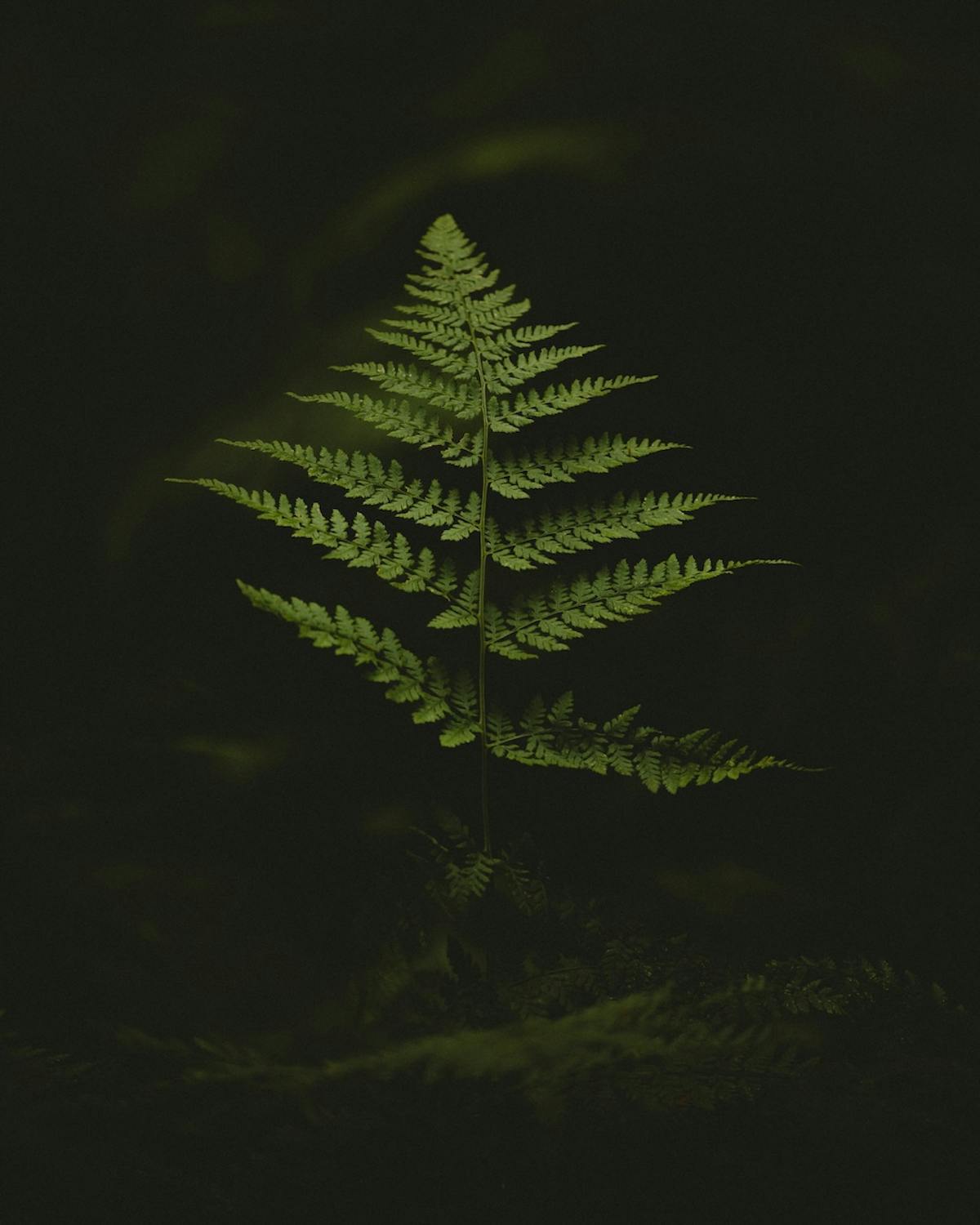 Foto: Bvdphotography
